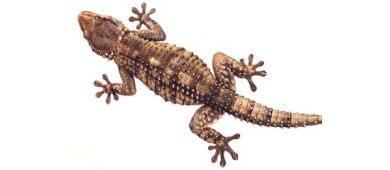 geco