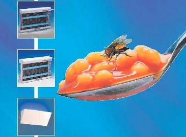 Chamaleon mosca
