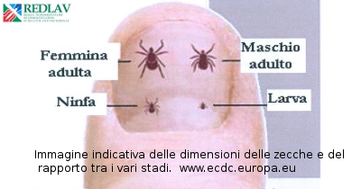 grandezza zecche