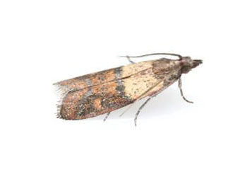 Tignola