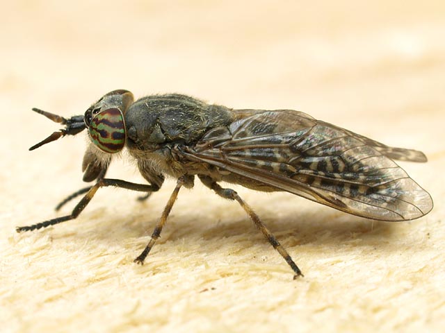 tafano